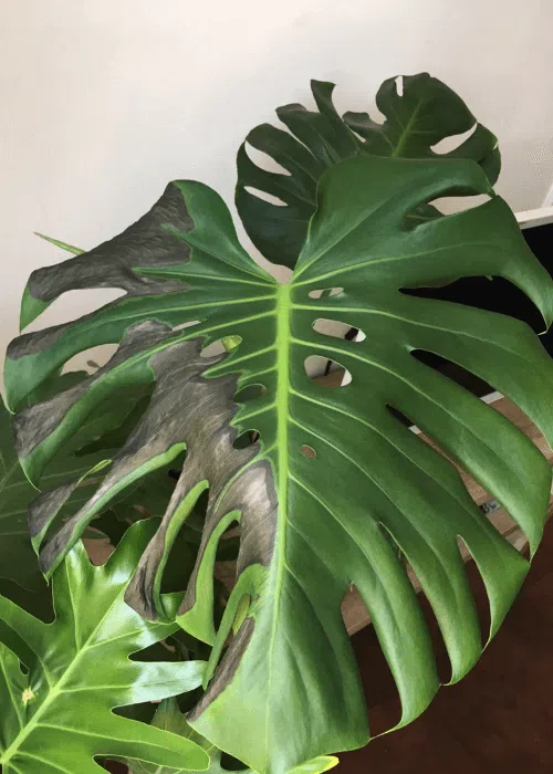 monstera-hojas-ennegrecidas