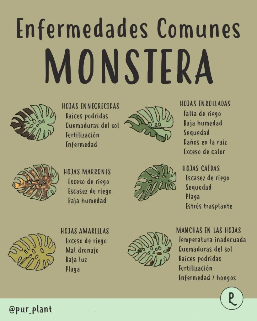 que le pasa a mi monstera