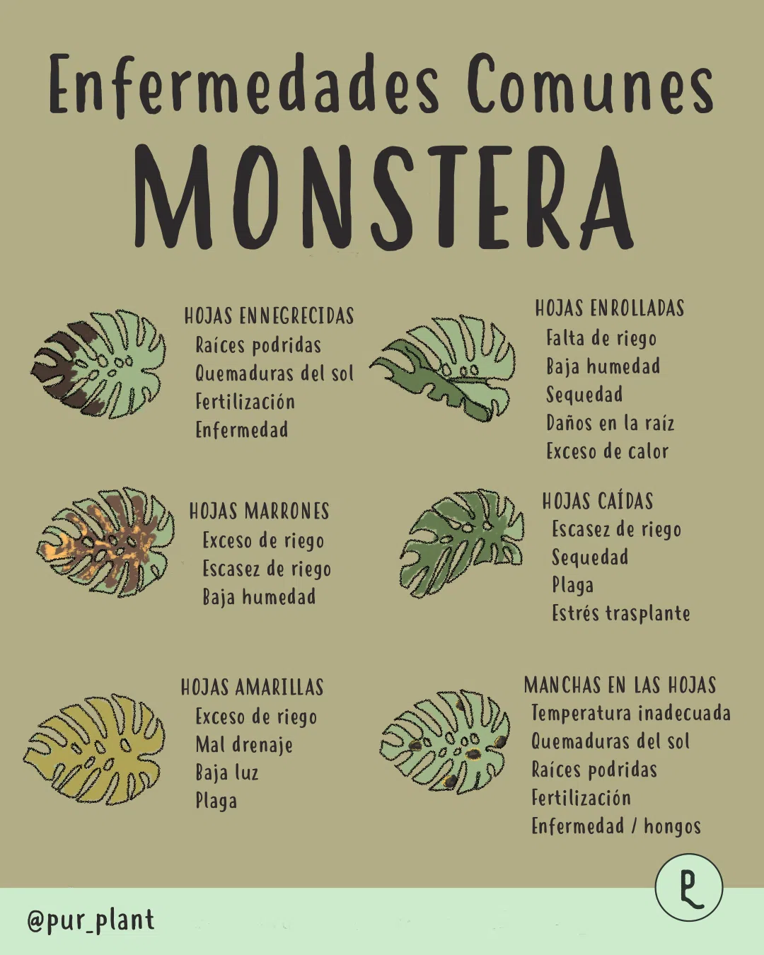 monsteraenfermedadescomunes (1) que le pasa a mi monstera