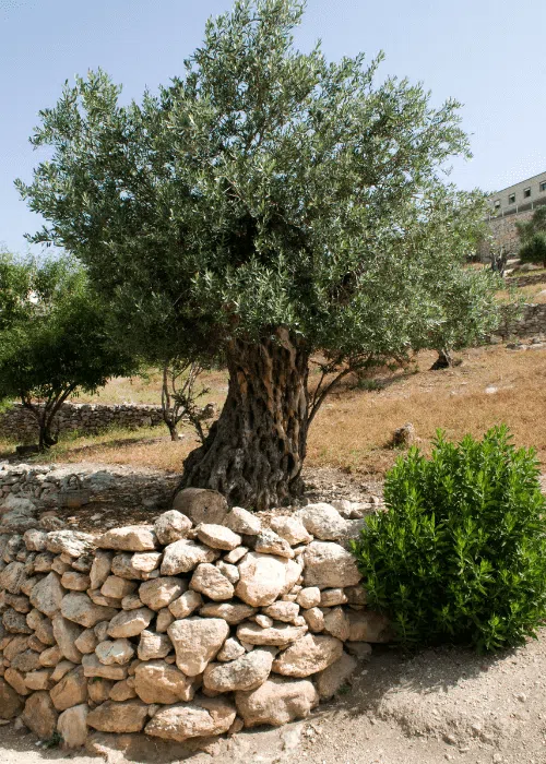 olivo-arbol-exterior-facil-cuidar