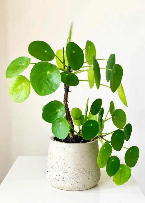 pilea-peperomoides-plantafacilcuidado