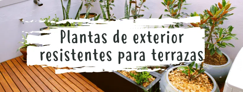 plantas-exterior-resistenteparaterrazas