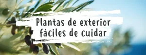 plantasdeexteriorfacilesdecuidar