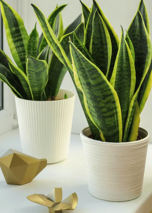 sansevieria-plantafacilcuidado