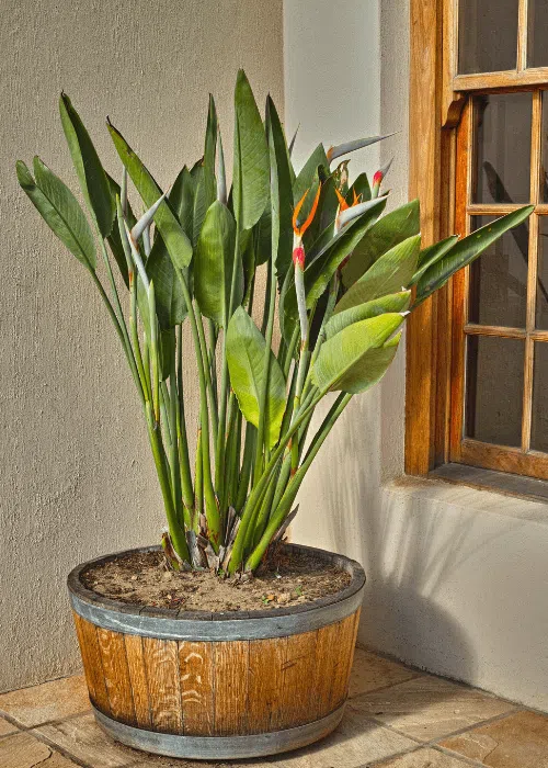 strelitzia-nicolai-planta-resistente-balcon