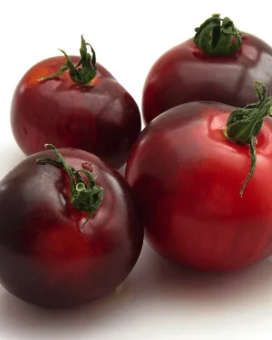tomate-indigo-blue-beauty