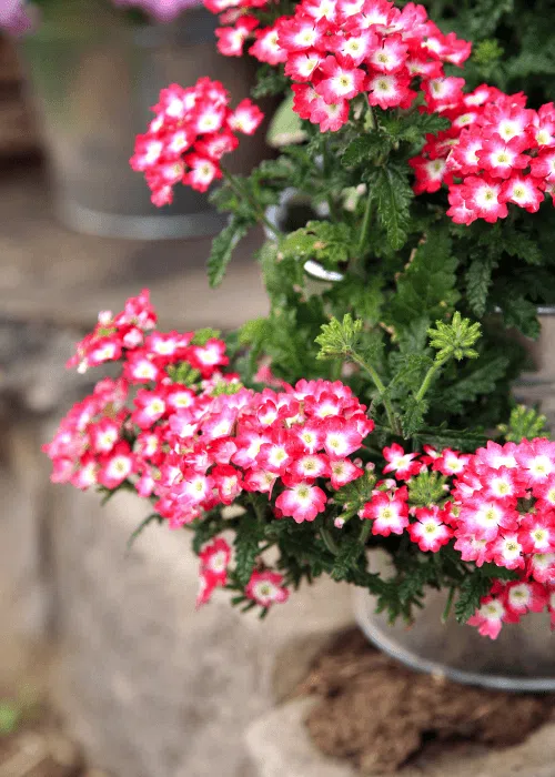 verbena-plantas-exterior-resistente-terrazas