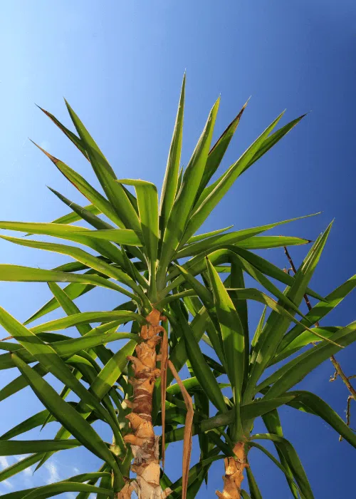 Plantas de exterior fáciles de cuidar - Pur Plant