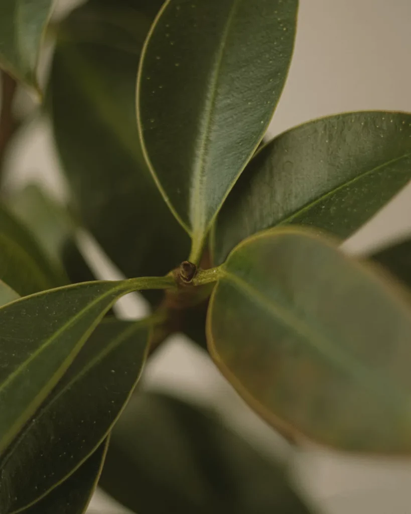 ficus elastica con hojas amarillas