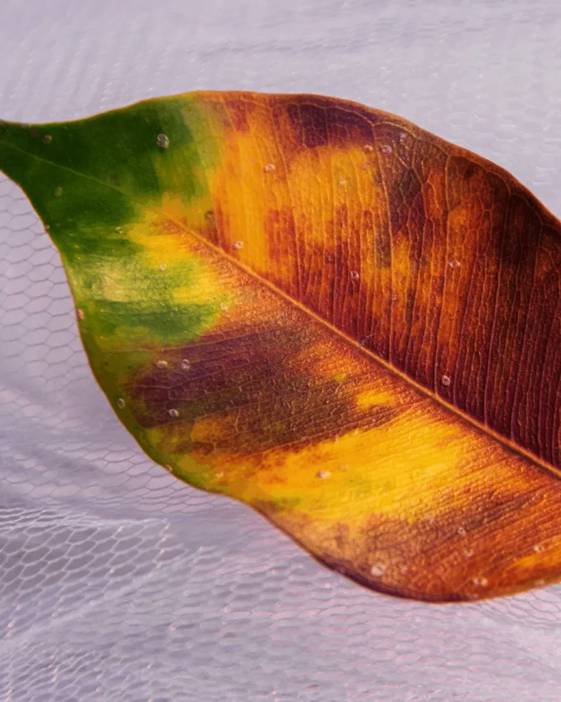 hoja enferma ficus