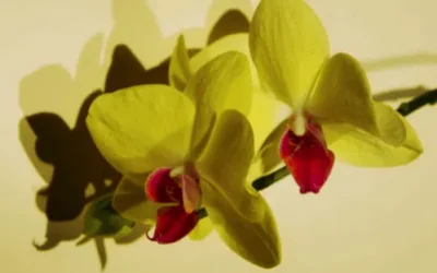 Hojas amarillas en orquídeas 5 (2)