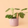 maceta-autorriego-rosa-tubo-planta
