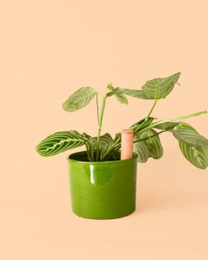 maceta-autorriego-verde-planta