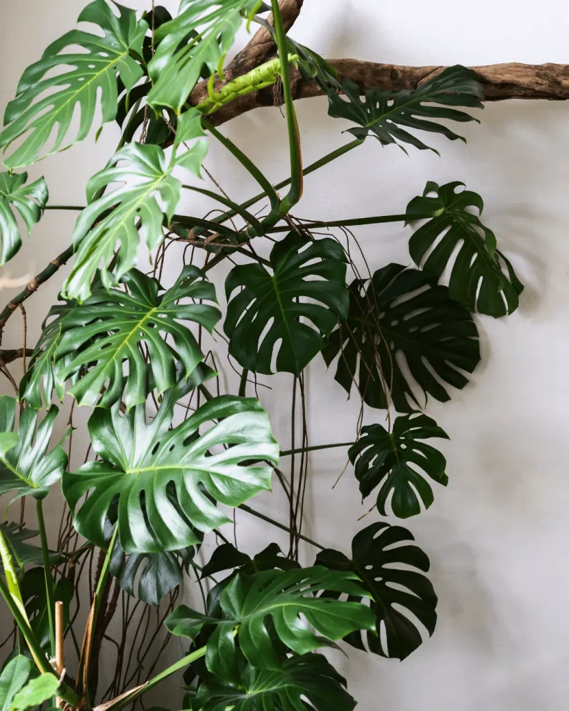 monstera-planta-trepadora