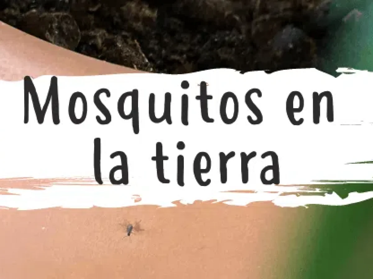 Finalmente Atrevimiento Se asemeja Mosquitos en las plantas: ¿cómo eliminarlos? - Pur Plant