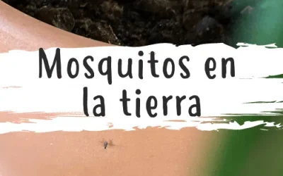 Mosquitos en las plantas: ¿cómo eliminarlos? 5 (21)