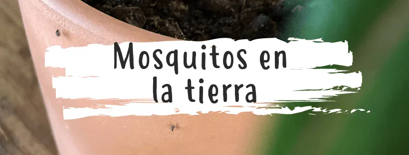 Mosquitos en las plantas: ¿cómo eliminarlos?