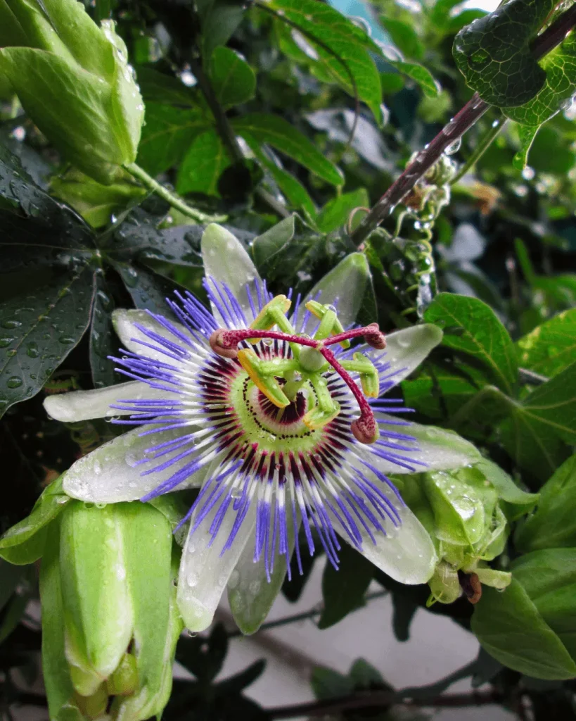 pasionaria-passiflora-plantatrepadora