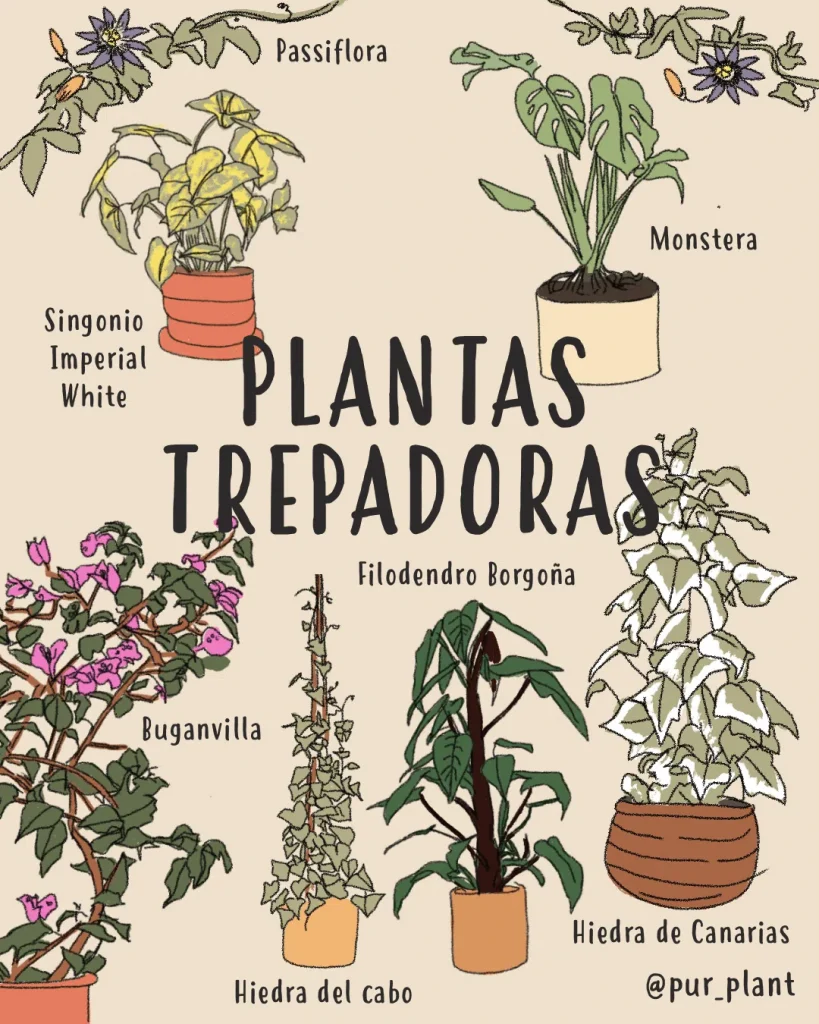 Motivación Circular Esplendor Las mejores plantas trepadoras para casa - Pur Plant