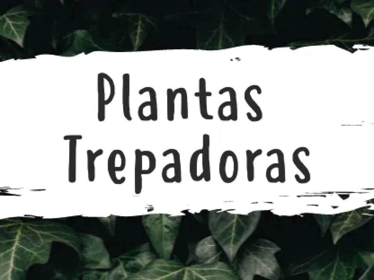 Las mejores plantas trepadoras para casa - Pur Plant
