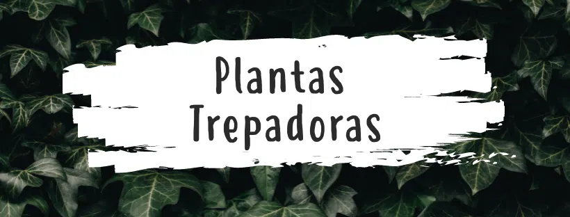 plantastrepadorasparacasa
