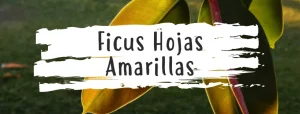 hojas amarillas en ficus