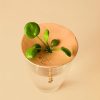 plato-esquejes-pilea