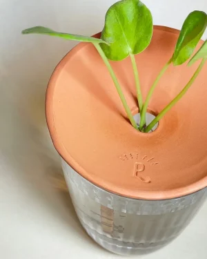 plato germinación pilea
