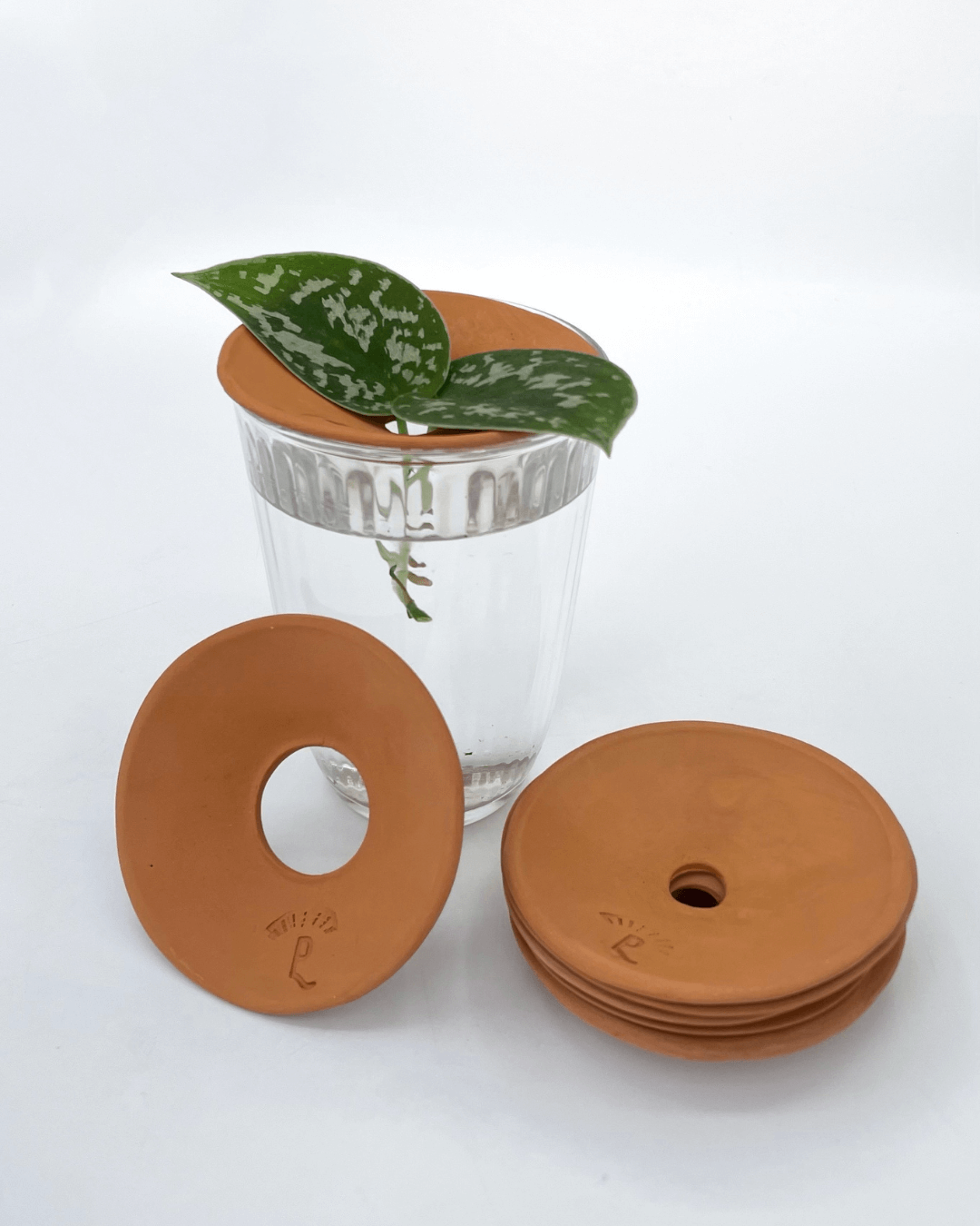 platosdegerminacion discos para germinar
