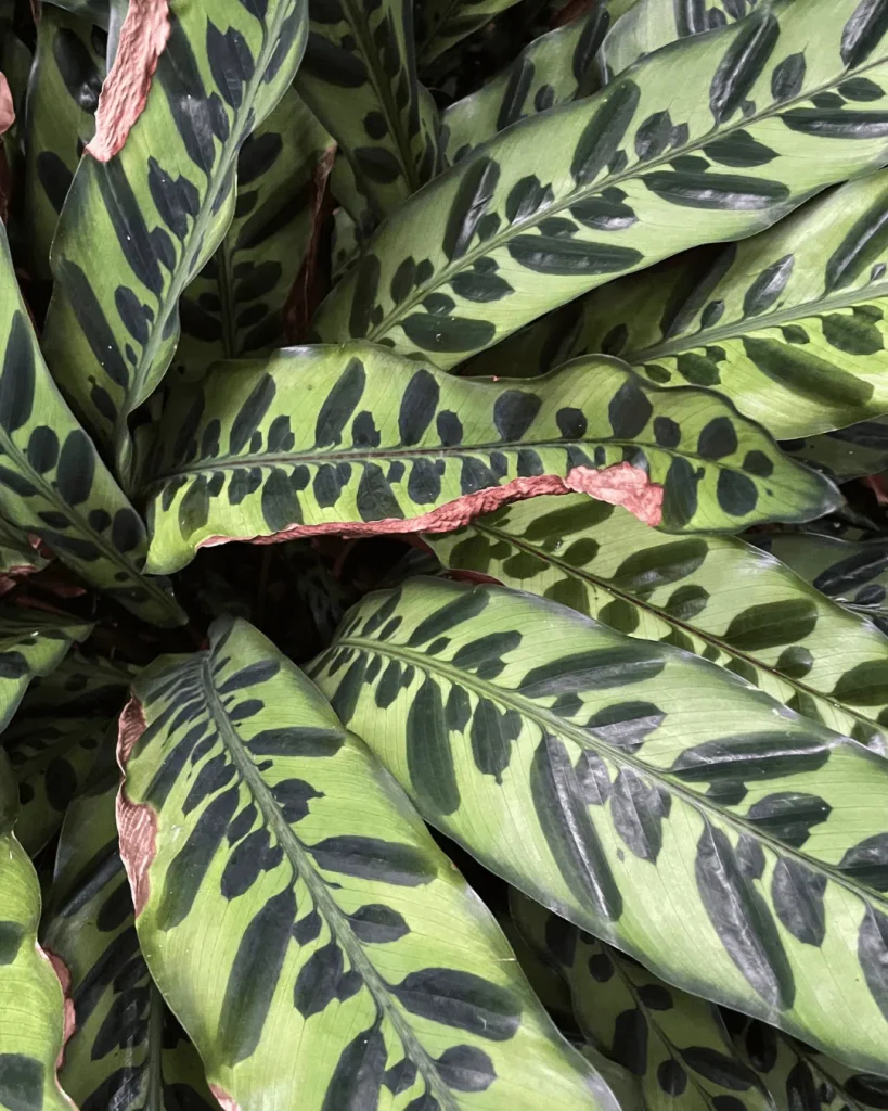 puntassecasencalatheas