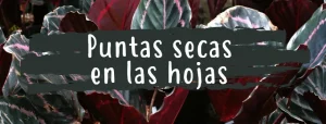 por que se secan las puntas de las hojas de plantas