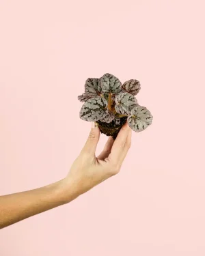 begonia-silver