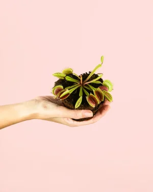 carnivora-plantamini