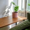 Mini monstera adansonii contexto