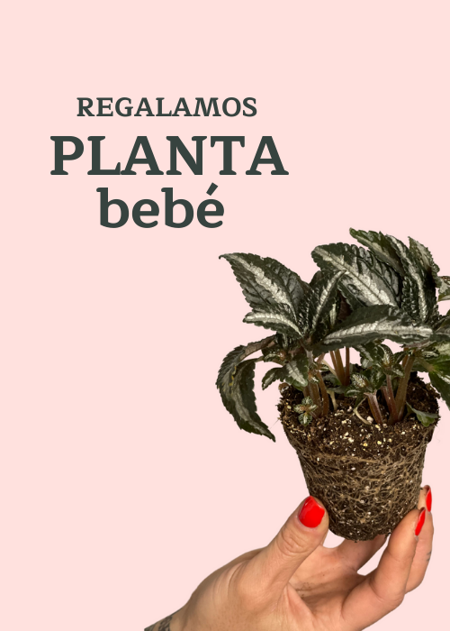 REGALOPLANTABEBE regalamos planta bebe
