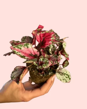bebe-begonia-rex-mint-hojas