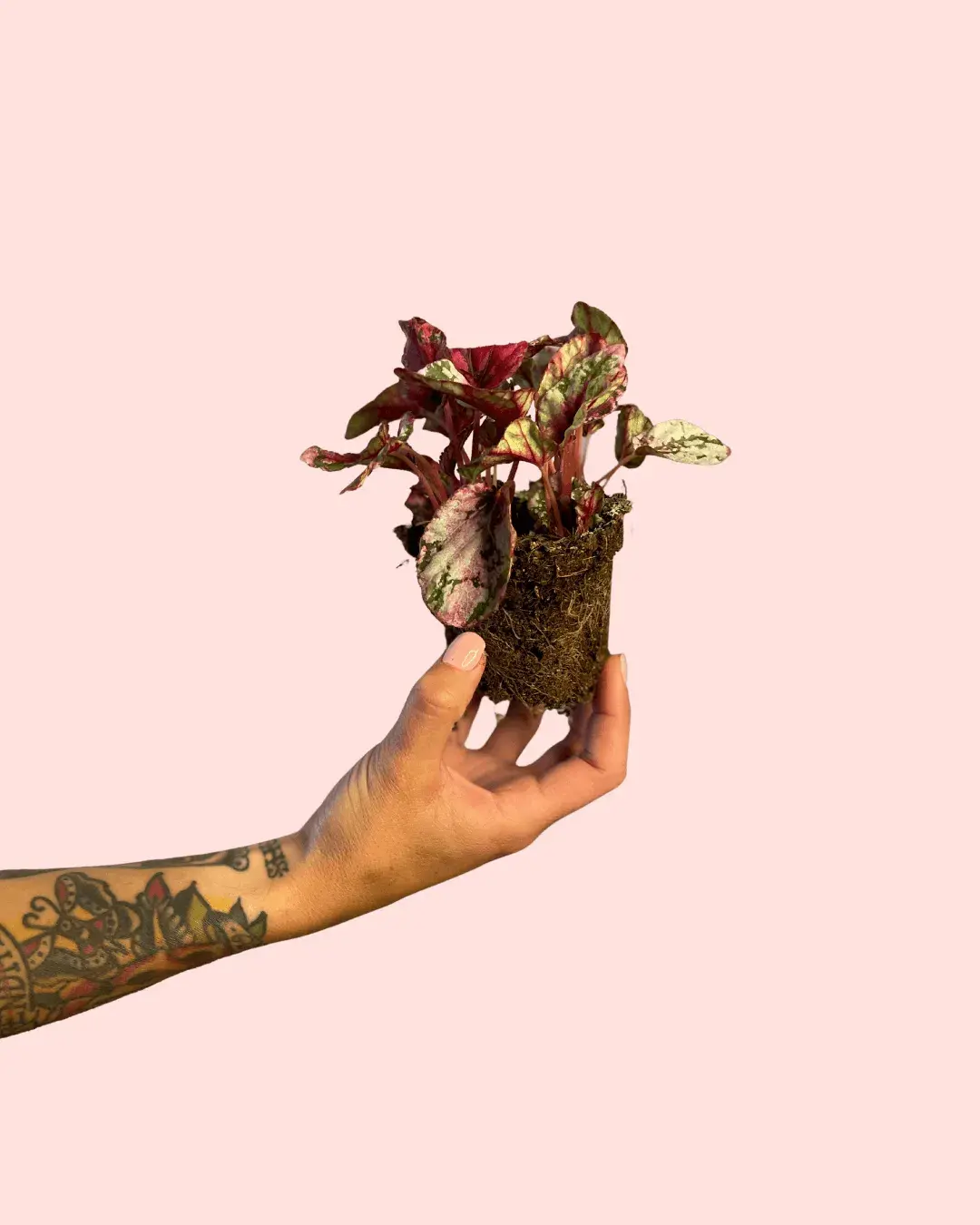 bebe-begonia-rex-mint