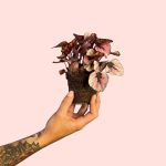 bebe-begonia-rex-pink