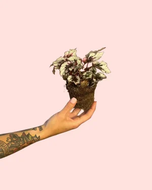 bebe-begonia-rex-silver