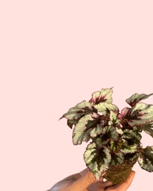 bebe-begonia-rex-silver-hojas