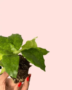 bebe-calathea-hojas