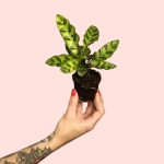 bebe-calathea-lancifolia