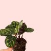 bebe-calathea-makoyana-hoja