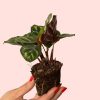 bebe-calathea-makoyana-planta