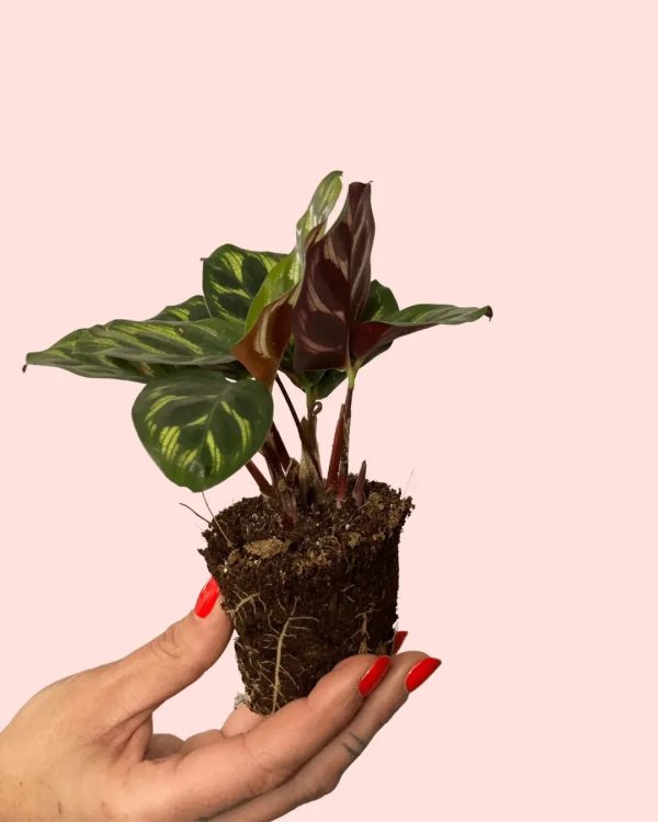 bebe-calathea-makoyana-planta