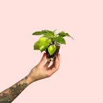 bebe-calathea-network