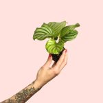 bebe-calathea-orbifolia