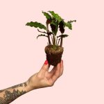 bebe-calathea-rufibarba