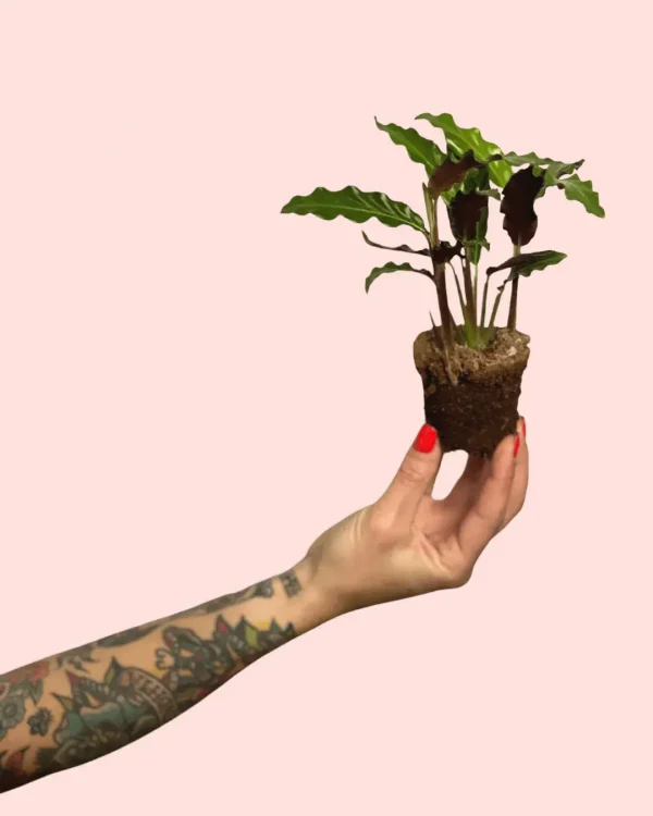 bebe-calathea-rufibarba-raices