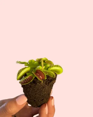 bebe-carnivora-dionaea-hojas